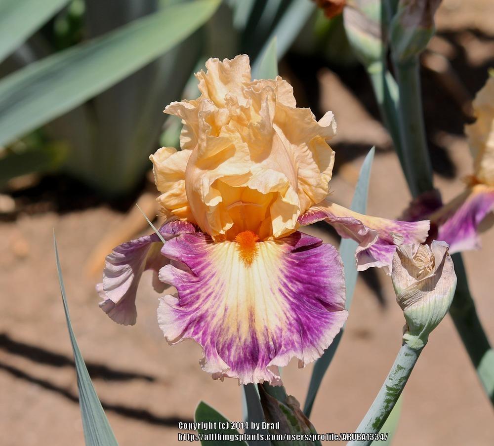 Photo of Tall Bearded Iris (Iris 'Exotic Notions') uploaded by ARUBA1334