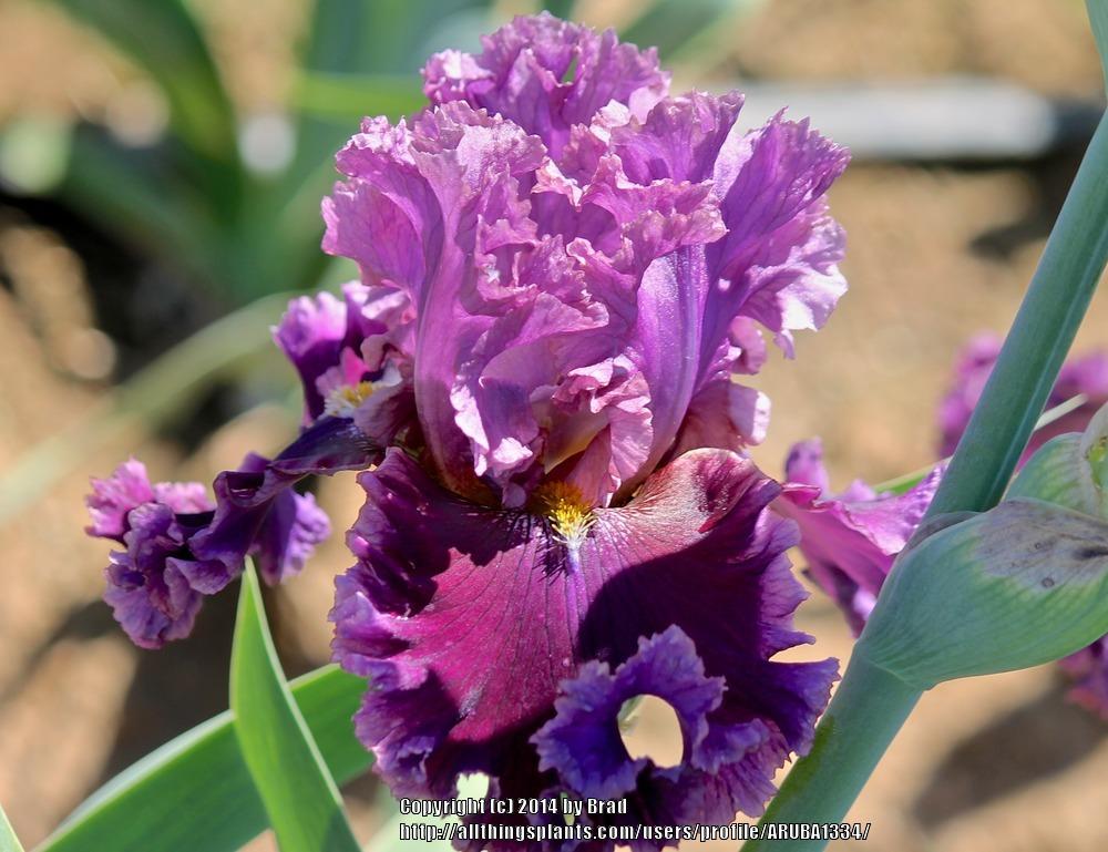 Photo of Tall Bearded Iris (Iris 'Landgraefin Elisabeth') uploaded by ARUBA1334