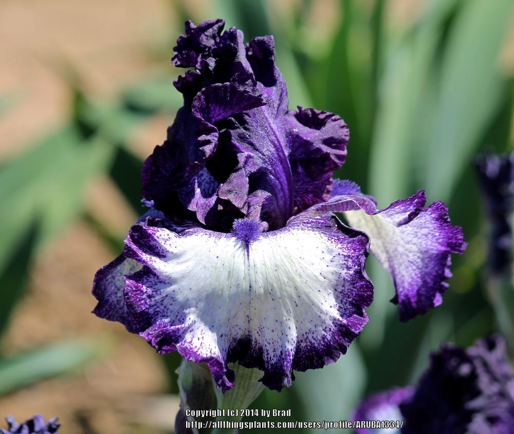 Photo of Tall Bearded Iris (Iris 'Grapetizer') uploaded by ARUBA1334