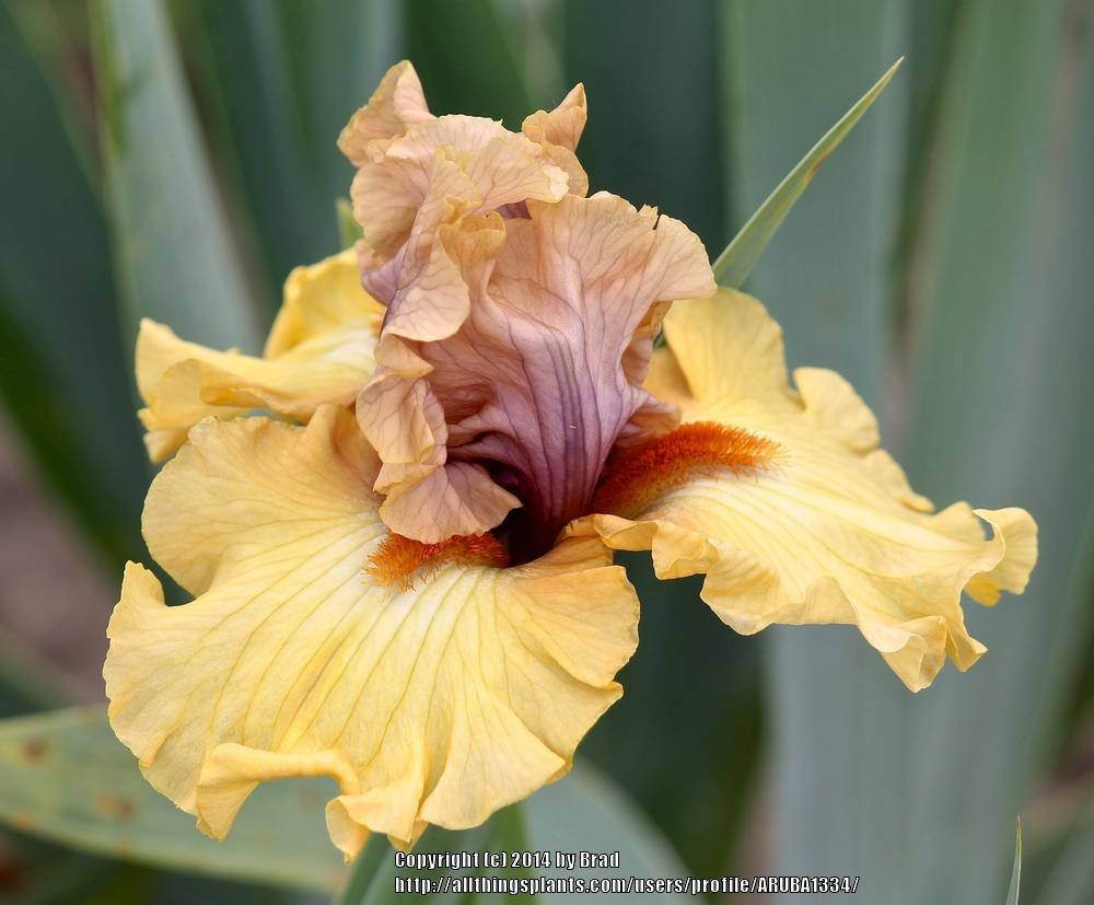 Photo of Tall Bearded Iris (Iris 'Desert Moth') uploaded by ARUBA1334