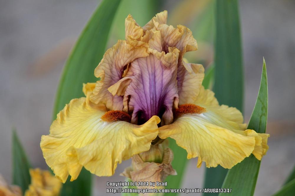 Photo of Tall Bearded Iris (Iris 'Desert Moth') uploaded by ARUBA1334