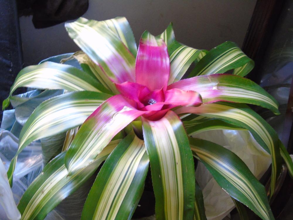 Photo of Blushing Bromeliad (Neoregelia carolinae 'Caroline Tricolor') uploaded by Cinta