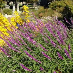Location: Hamilton Square Perennial Garden, Historic City Cemetery, Sacramento CA.
Date: 2014-10-06
 The specific epithet comes from the Latin words 'leucos' meaning