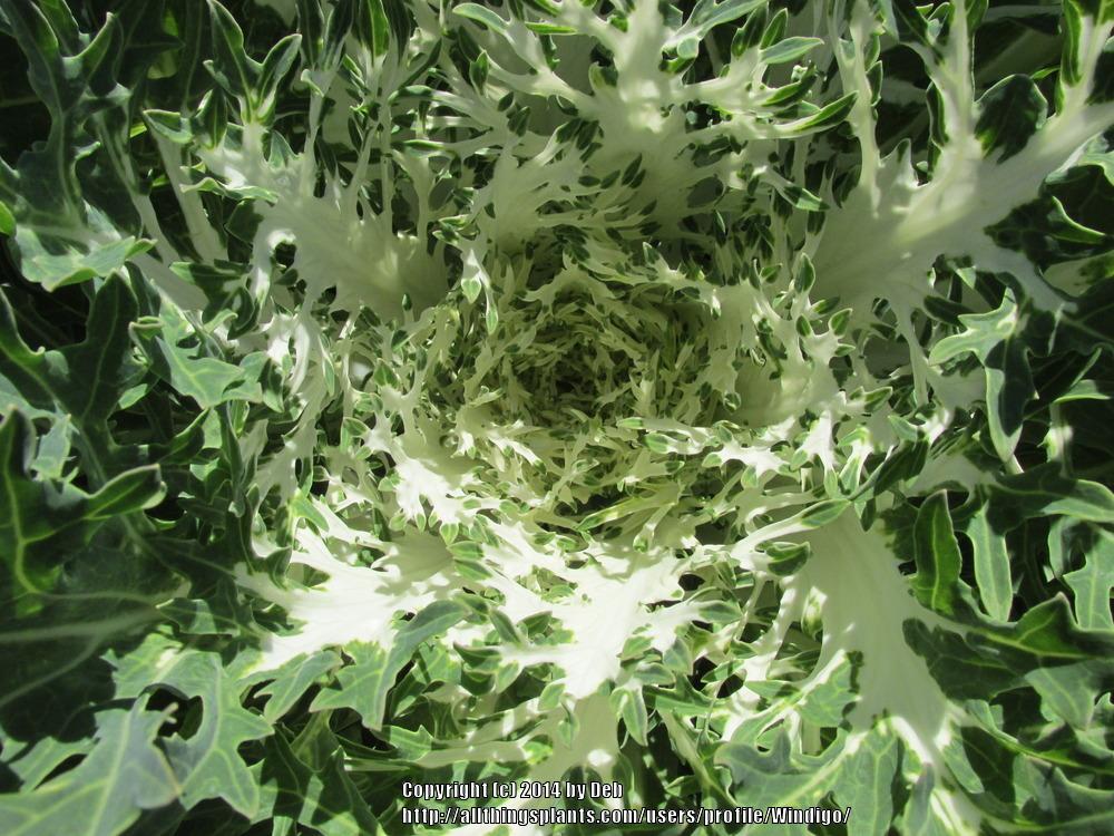 Photo of Flowering Cabbage (Brassica oleracea var. viridis 'White Peacock') uploaded by Windigo