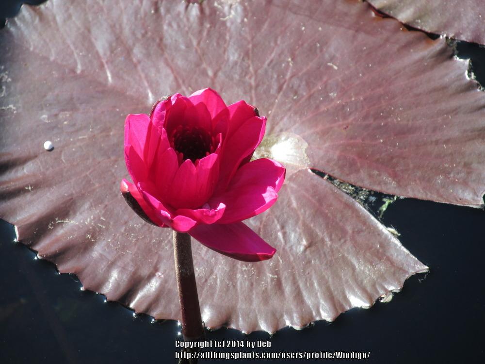 Photo of Tropical Night-Blooming Water Lily (Nymphaea 'Red Flare') uploaded by Windigo