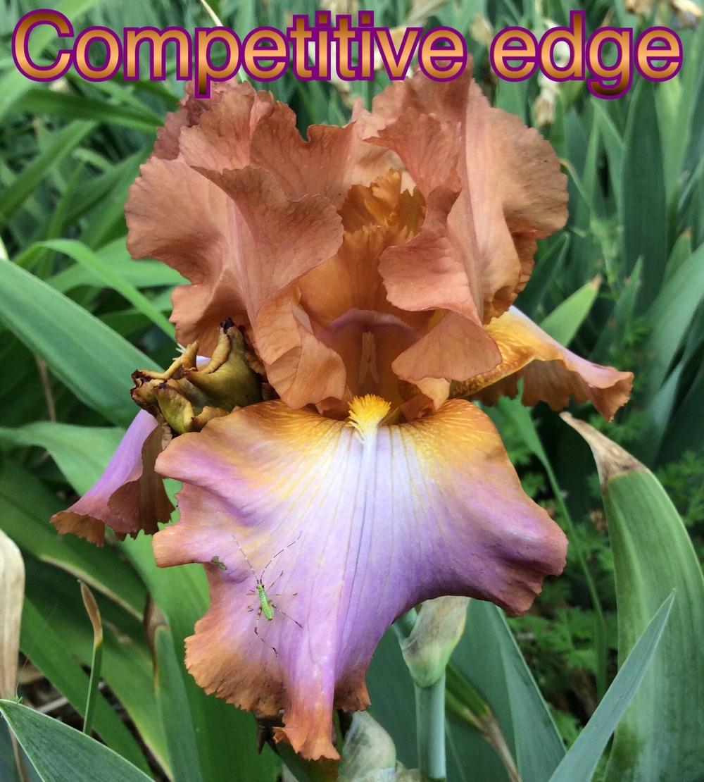 Photo of Tall Bearded Iris (Iris 'Competitive Edge') uploaded by kidfishing