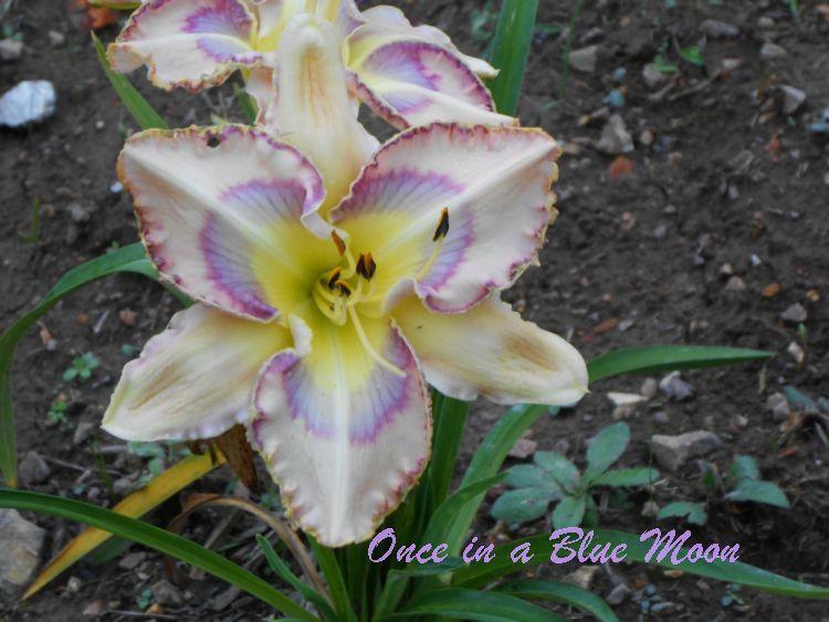 Photo of Daylily (Hemerocallis 'Once in a Blue Moon') uploaded by tommy71