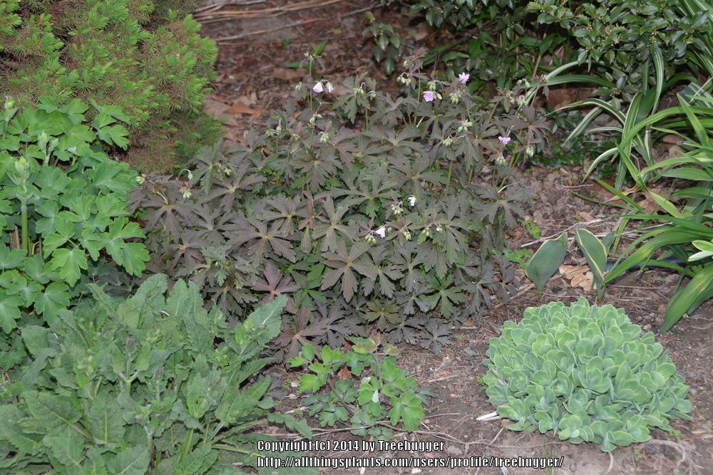 Photo of Spotted Geranium (Geranium maculatum 'Espresso') uploaded by treehugger