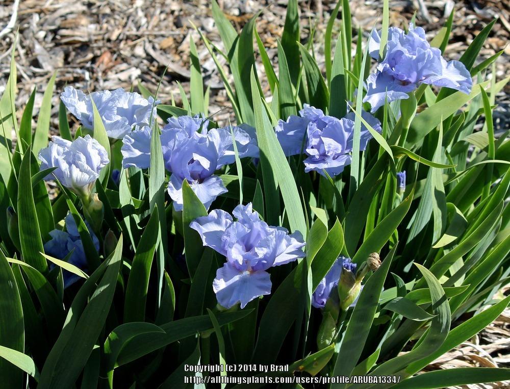 Photo of Intermediate Bearded Iris (Iris 'Fathom') uploaded by ARUBA1334