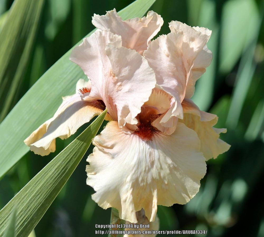 Photo of Tall Bearded Iris (Iris 'A Star Is Born') uploaded by ARUBA1334
