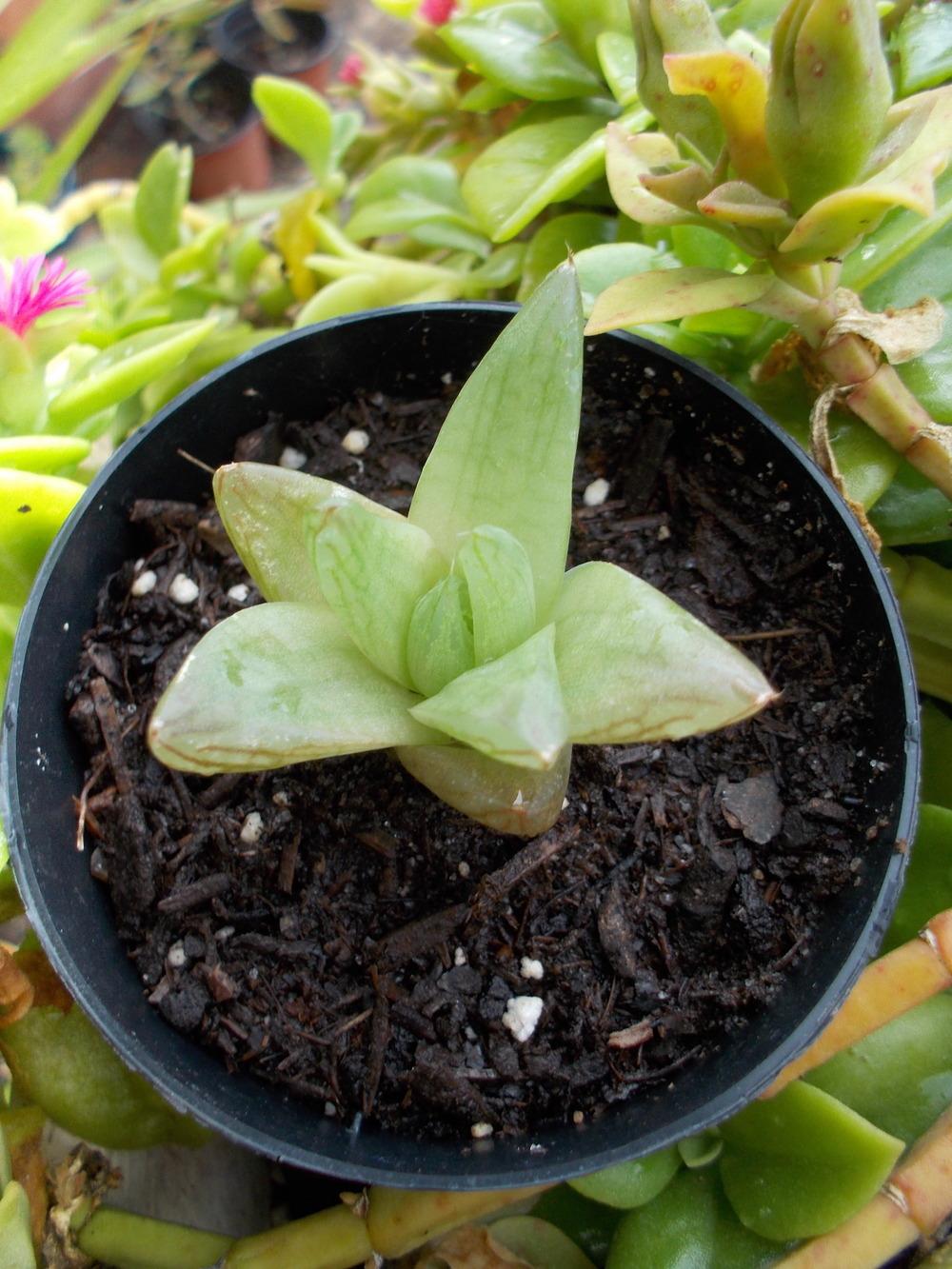 Photo of Haworthia cooperi var. viridis uploaded by Blondmyk