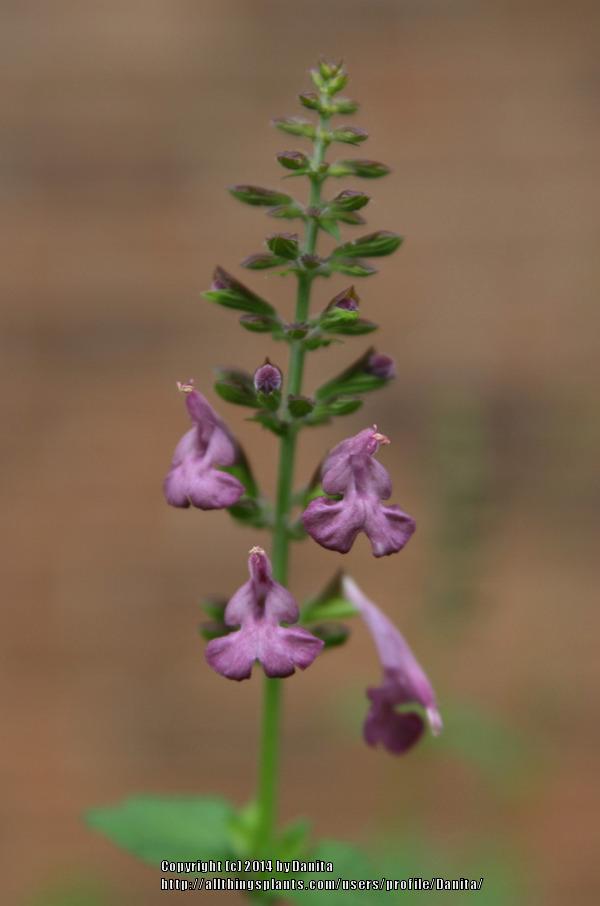 Photo of Tropical Sage (Salvia coccinea 'Lavender Form') uploaded by Danita