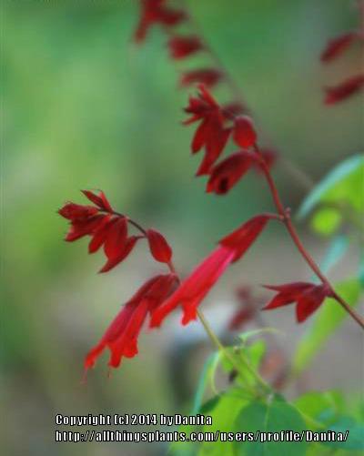 Photo of Red Salvia (Salvia splendens 'Van Houttei') uploaded by Danita