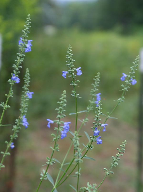 Photo of Blue Sage (Salvia azurea) uploaded by Danita