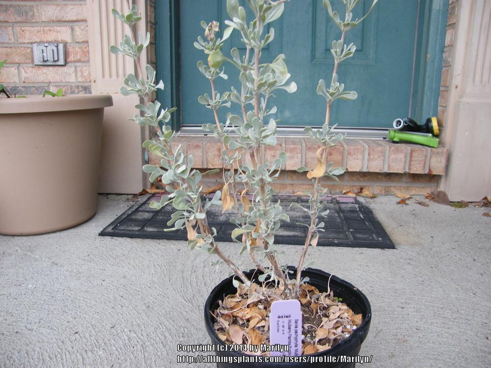 Photo of Mojave Sage (Salvia pachyphylla 'Mulberry Flambe') uploaded by Marilyn