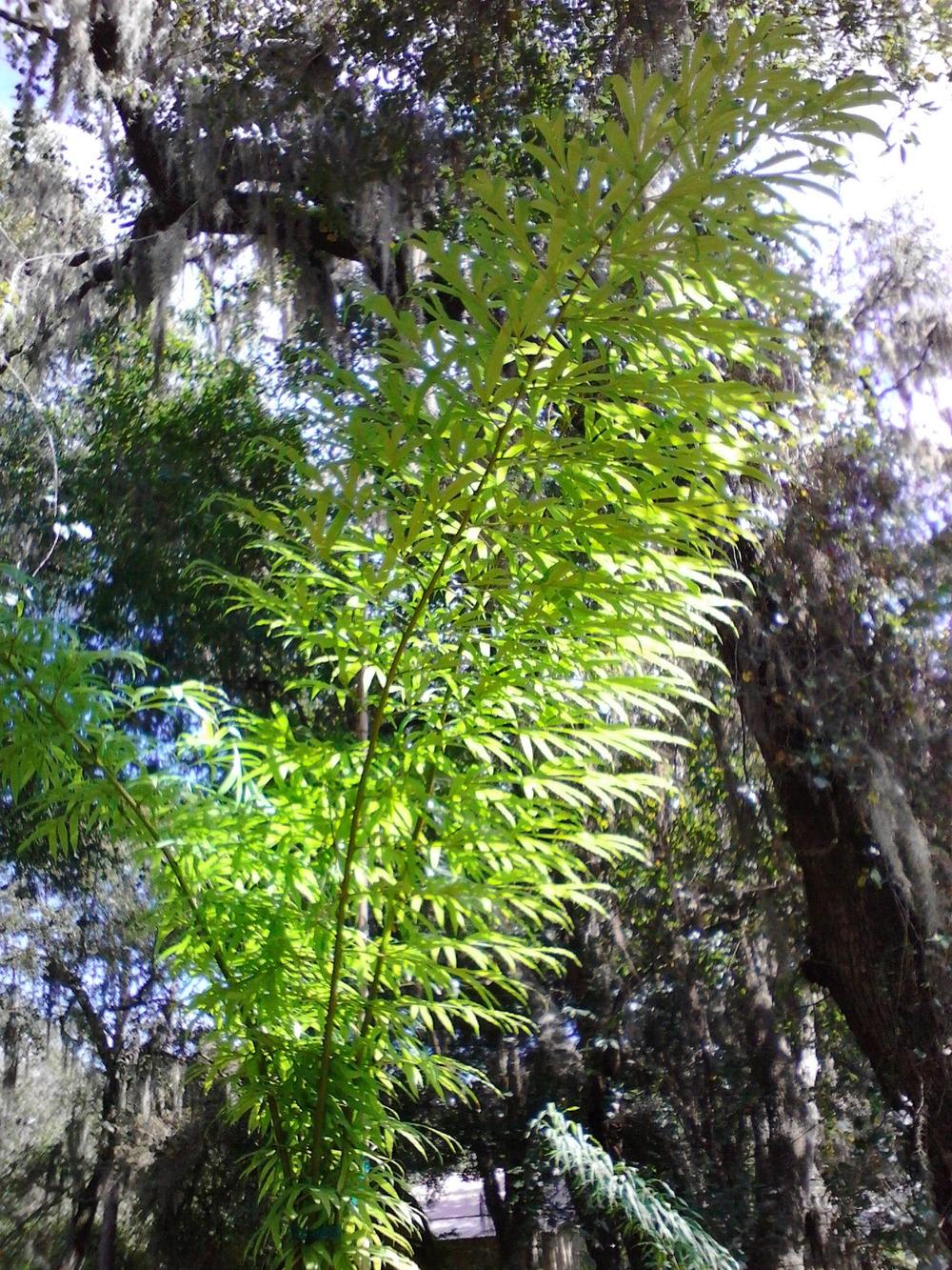 Photo of Multipinnate Cycad (Cycas debaoensis) uploaded by cycadjungle