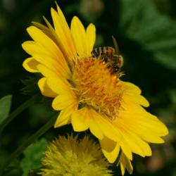 Location: My Garden, Utah
Date: 2014-10-11
#Pollination