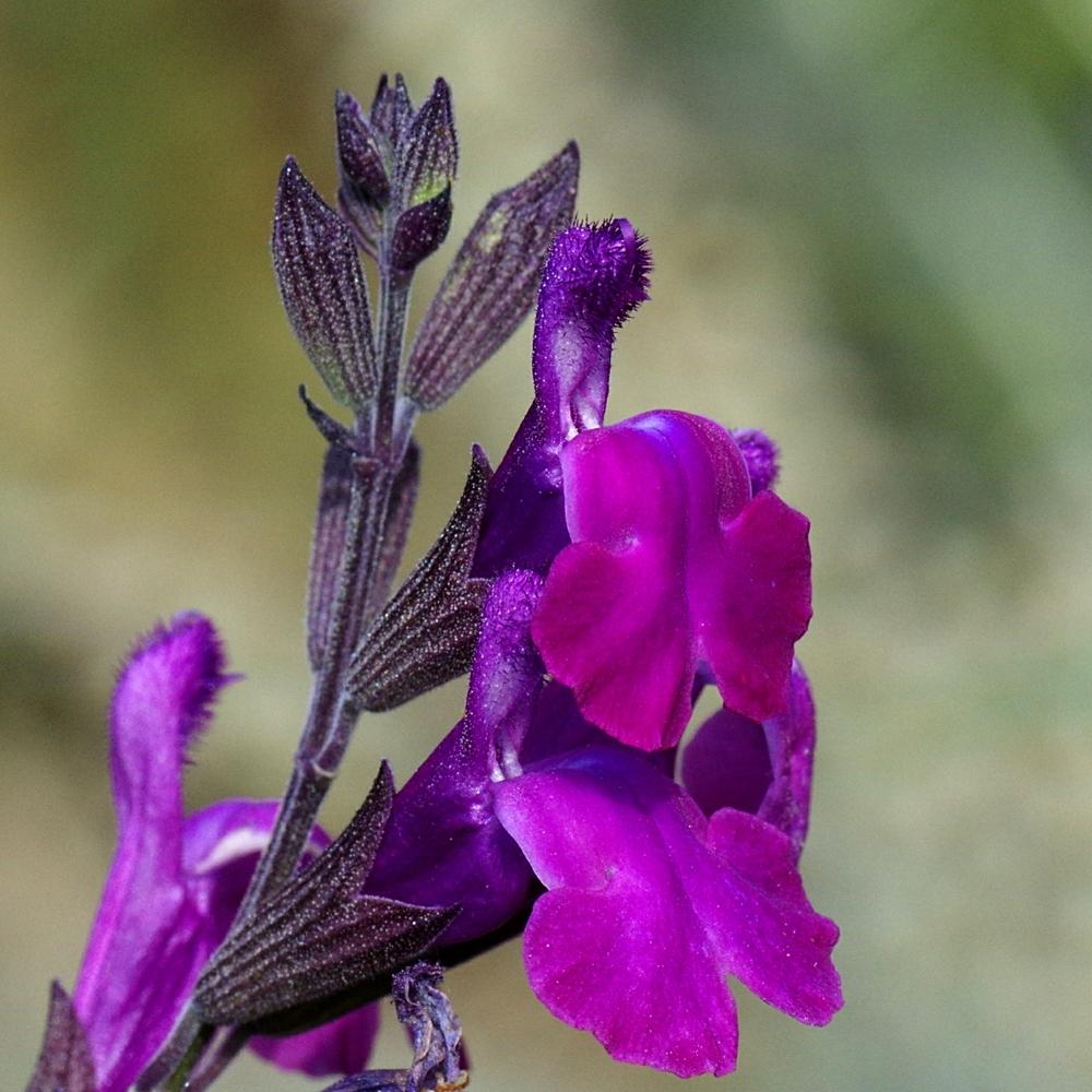 Photo of Sage (Salvia 'Ultra Violet') uploaded by dirtdorphins