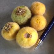 Photo of Solanum ferox fruits by PlantSister, southeast Asia 