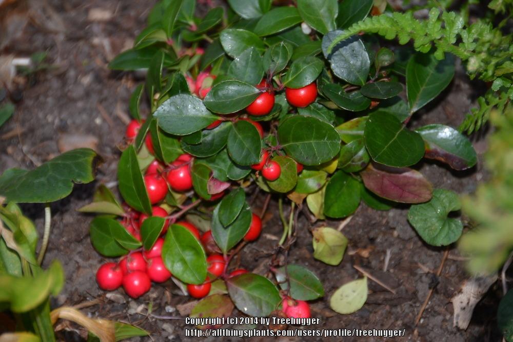 Photo of Wintergreen (Gaultheria procumbens) uploaded by treehugger