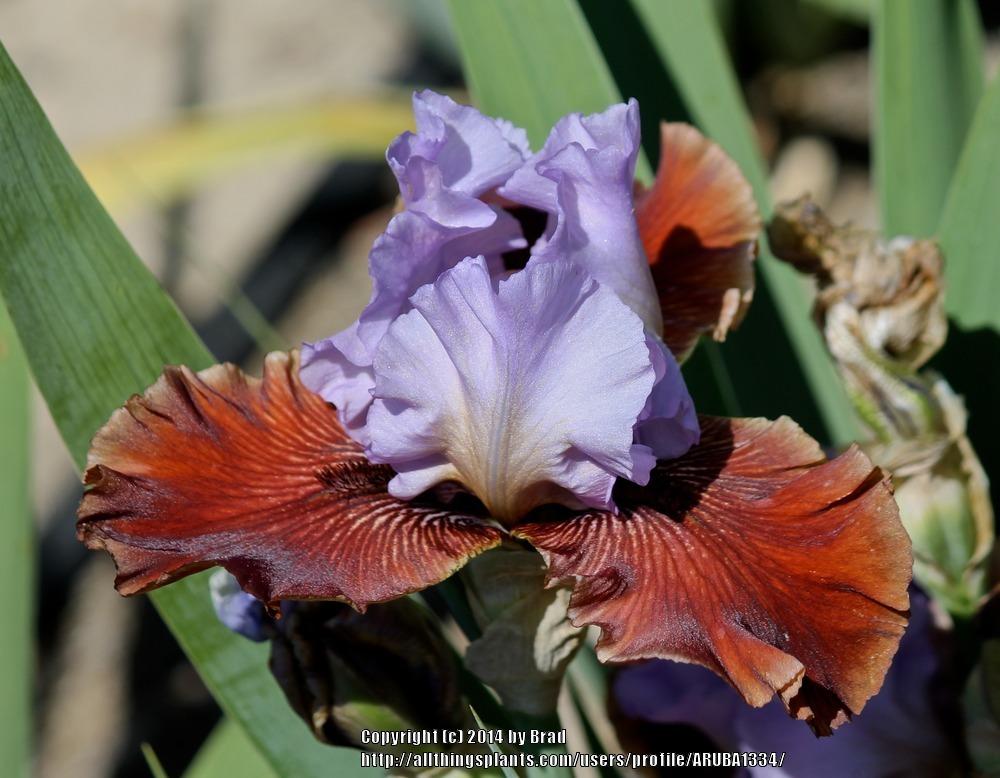 Photo of Tall Bearded Iris (Iris 'Cast a Spell') uploaded by ARUBA1334