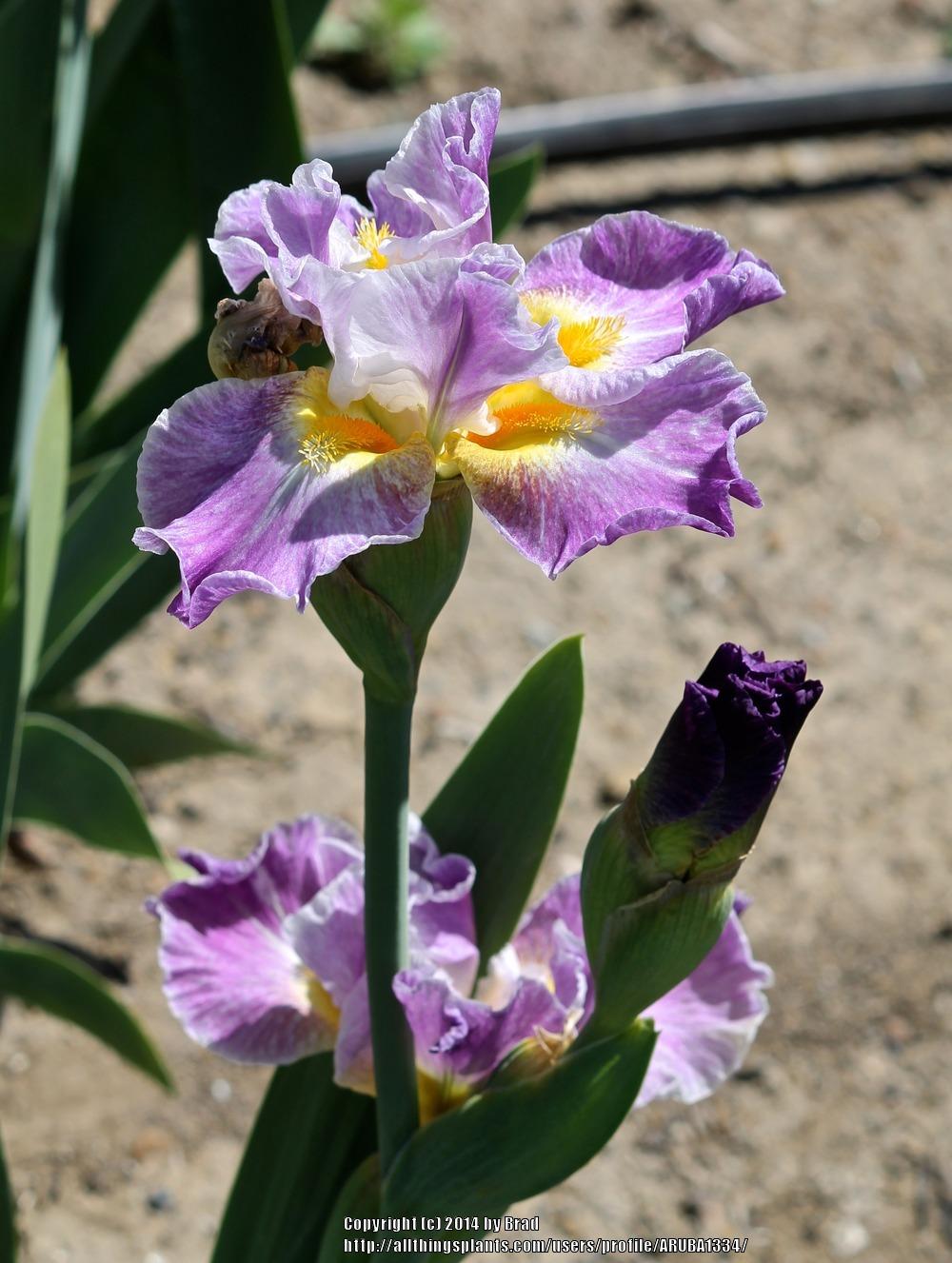 Photo of Intermediate Bearded Iris (Iris 'Backlit Beauty') uploaded by ARUBA1334