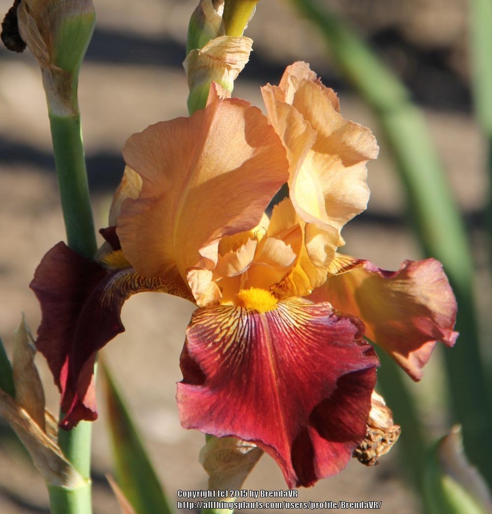 Photo of Tall Bearded Iris (Iris 'Red Revival') uploaded by BrendaVR
