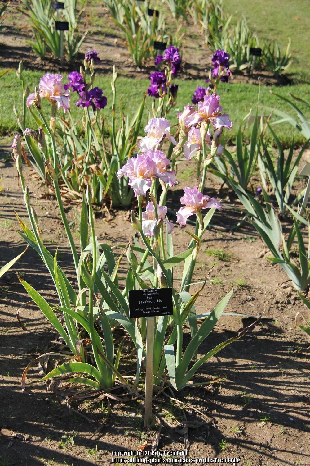 Photo of Tall Bearded Iris (Iris 'Northward Ho') uploaded by BrendaVR