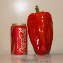 Location: Georgia, USA
Date: Summer
A very large 'Vidi' pepper next to a 12 oz Coke can for size comp
