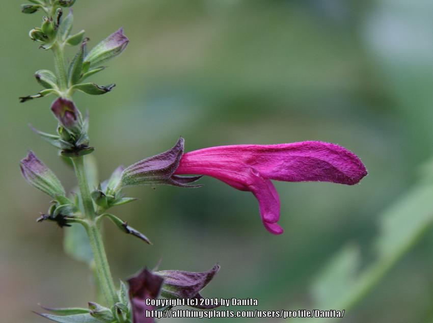 Photo of Big Red Sage (Salvia penstemonoides) uploaded by Danita