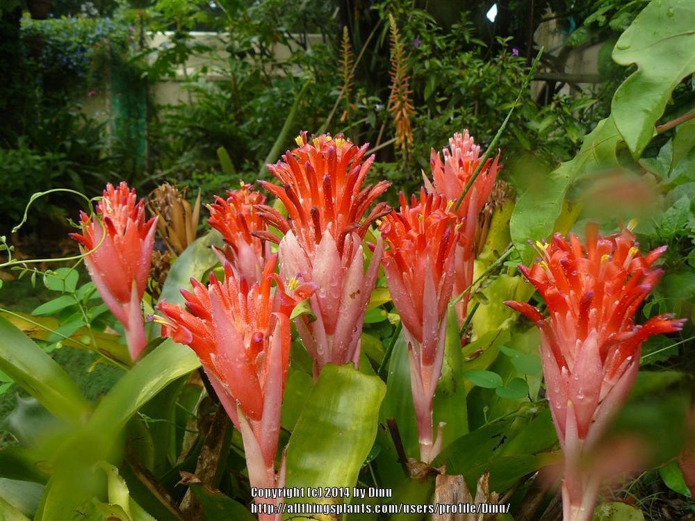 Photo of Flaming Torch (Billbergia pyramidalis) uploaded by Dinu