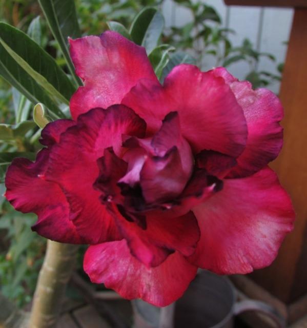 Photo of Desert Rose (Adenium 'Triple Twilight') uploaded by RCanada