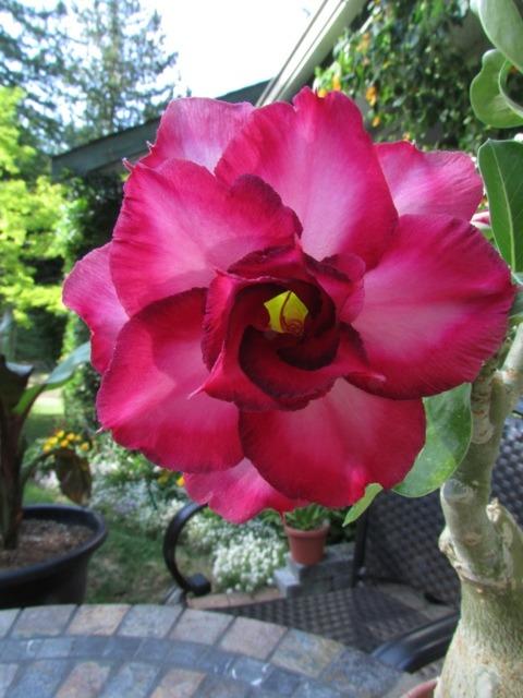 Photo of Desert Rose (Adenium 'Sup Niran') uploaded by RCanada