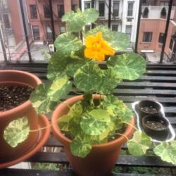 Location: Matt's windowsill garden, Lower East Side, New York, NY
Date: May 23, 2014
A couple of weeks after potting