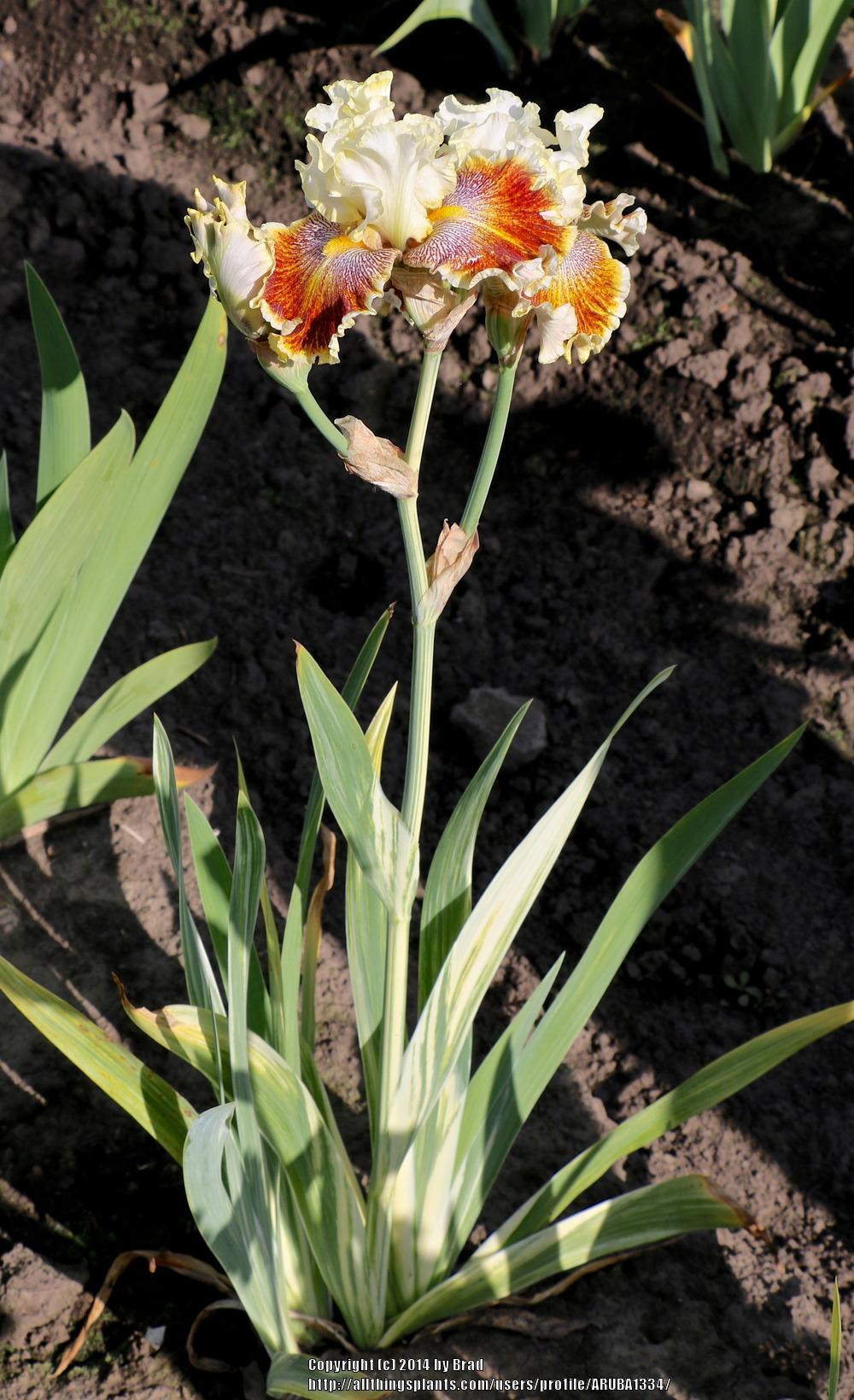 Photo of Tall Bearded Iris (Iris 'Variegated Wonder') uploaded by ARUBA1334