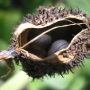 Interesting shot of Canna Indica seed pod just beginning to open 