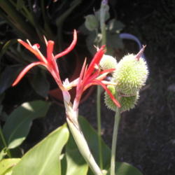 Location: Blondmyk's Backyard, Corpus Christi, TX
Date: 2012-10-10
Another example of Canna Indica in flower with developing seed po