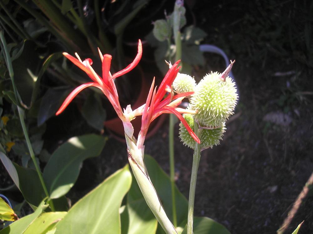 Photo of Canna Lily (Canna indica) uploaded by Blondmyk