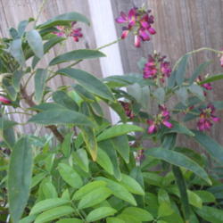 Location: Blondmyk's Backyard, Corpus Christi, TX
Date: 2012-09-07
Example of flowers and foliage on my Evergreen Wisteria