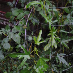 Location: My Northeastern Indiana Gardens - Zone 5b
Date: 2014-10-13
Immature leaves; possibly Morus alba.
