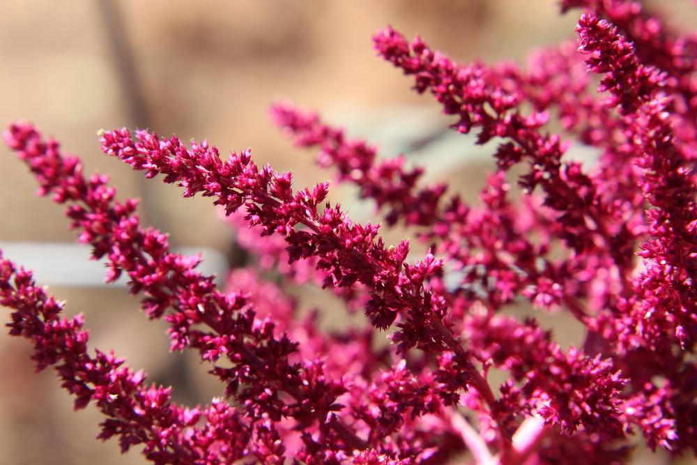 Photo of Love-Lies-Bleeding (Amaranthus 'Opopeo') uploaded by dave