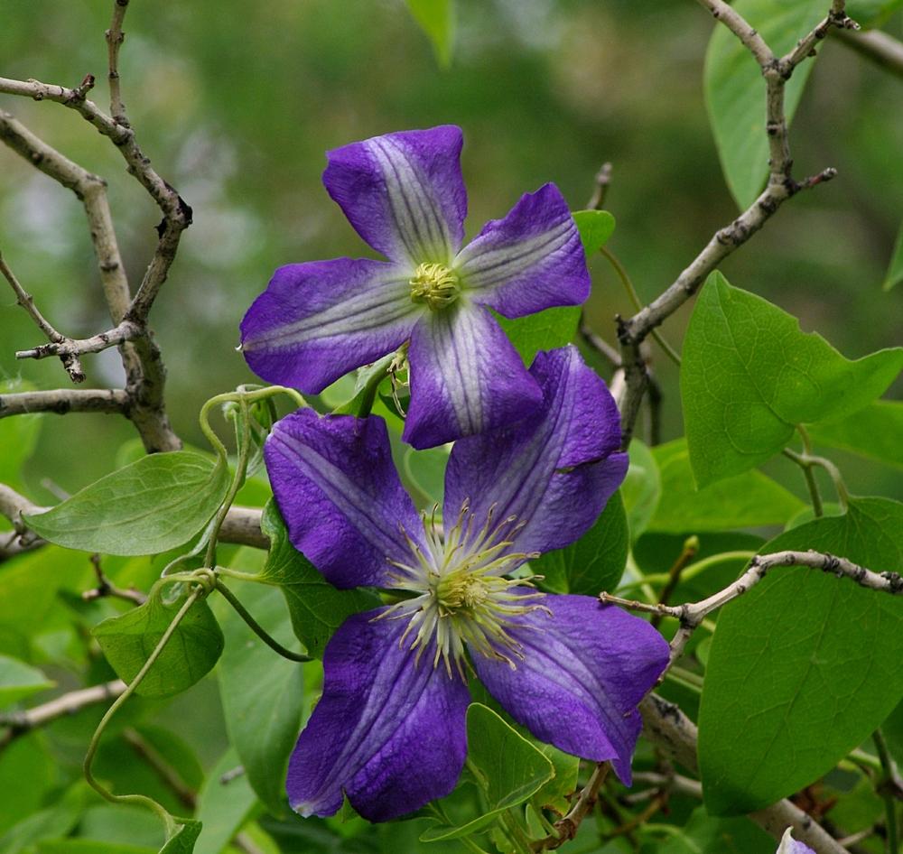 Photo of Clematis 'Jenny' uploaded by dirtdorphins