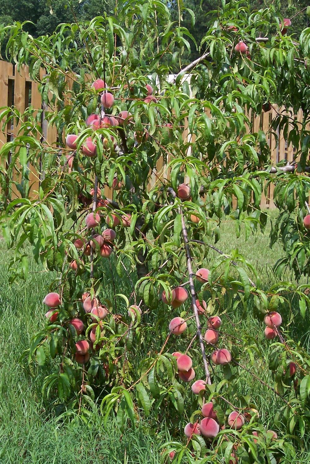Photo of Peach (Prunus persica 'Redskin') uploaded by farmerdill