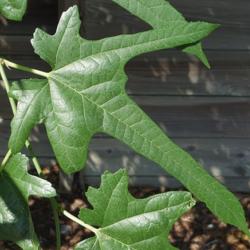 Location: Savannah, Georgia, USA
Date: 2014-10-11
Morus  leaf; possibly immature M. alba.