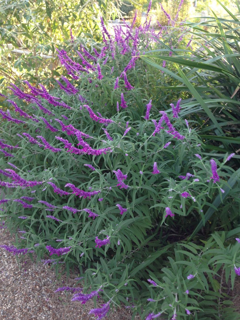 Photo of Mexican Bush Sage (Salvia leucantha 'Santa Barbara') uploaded by HamiltonSquare