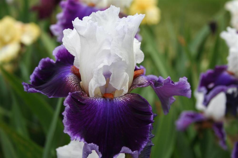 Photo of Tall Bearded Iris (Iris 'Royal Orders') uploaded by KentPfeiffer