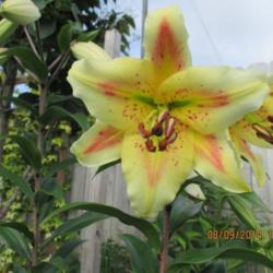 Location: My Garden, Anchorage, Alaska
Date: 2014-08-09
Most luscious lily I have; I have lots with flares but no other w