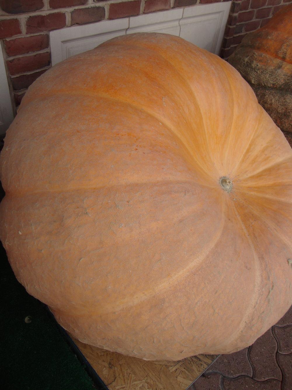 Photo of Pumpkin (Cucurbita maxima 'Atlantic Giant') uploaded by Paul2032