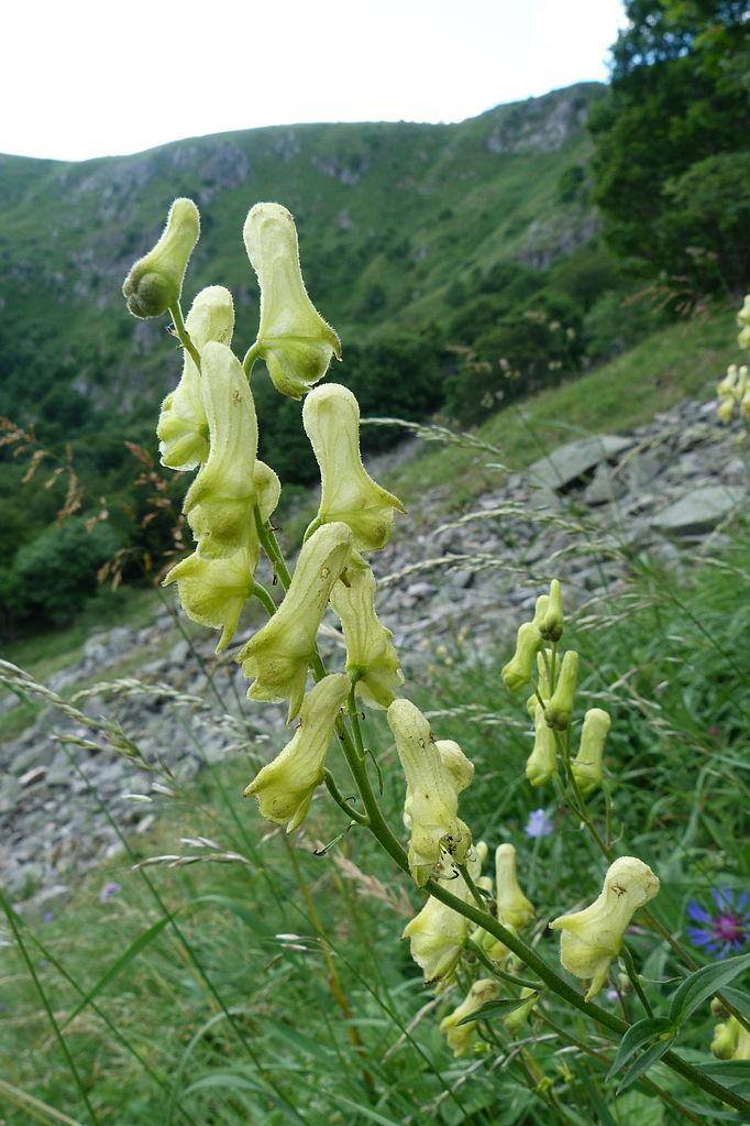 Photo of Wolfbane (Aconitum lycoctonum subsp. vulparia) uploaded by admin
