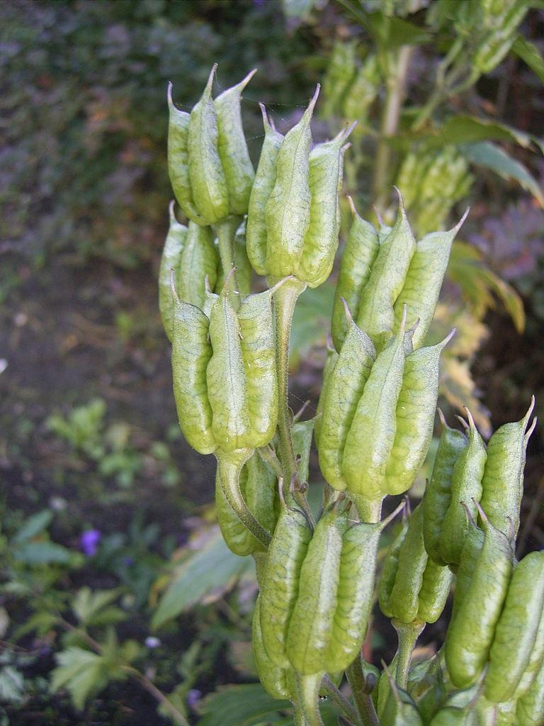 Photo of Monkshood (Aconitum carmichaeli 'Arendsii') uploaded by admin